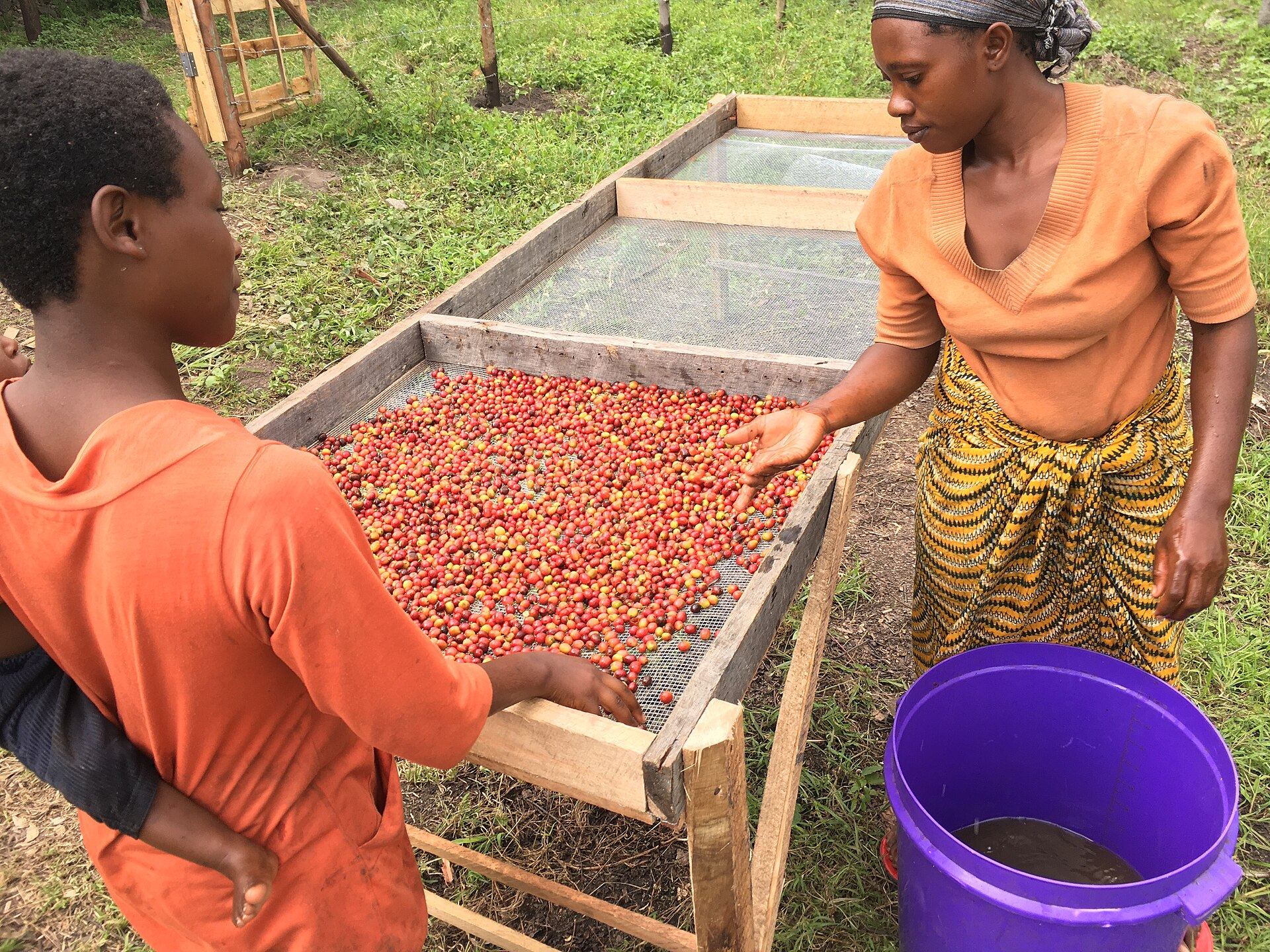 Ripe red coffee cherries spread out to dry on a raised drying bed at a Ugandan farm